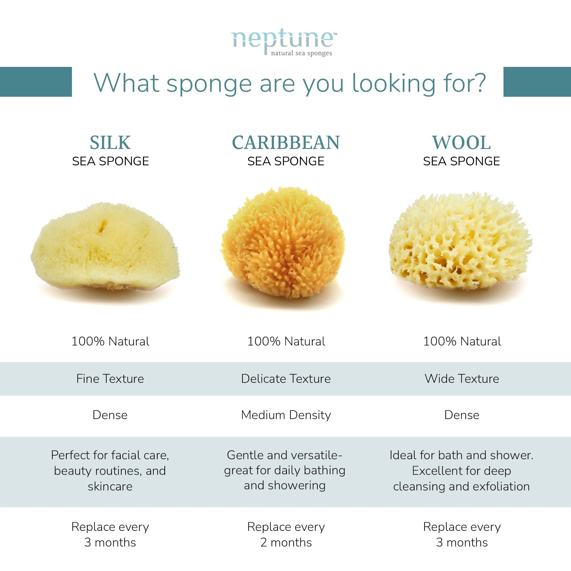 Caribbean Sea Sponge