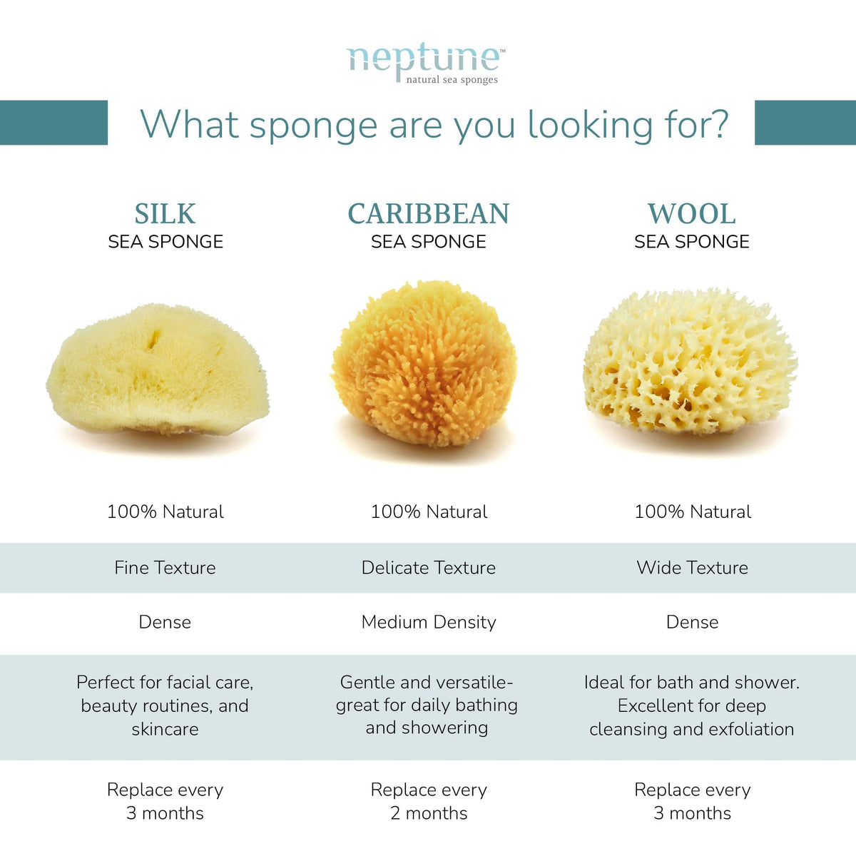 Caribbean Sea Sponge