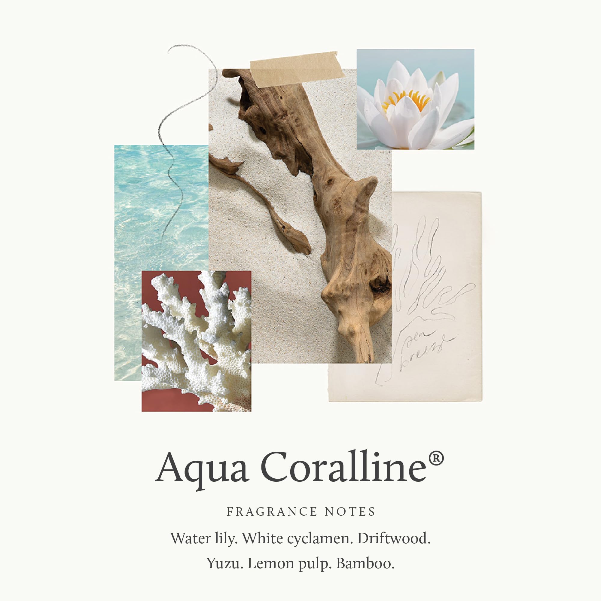 Aqua Coralline Reed Diffuser Oil for Room (7.75 Fl Oz)