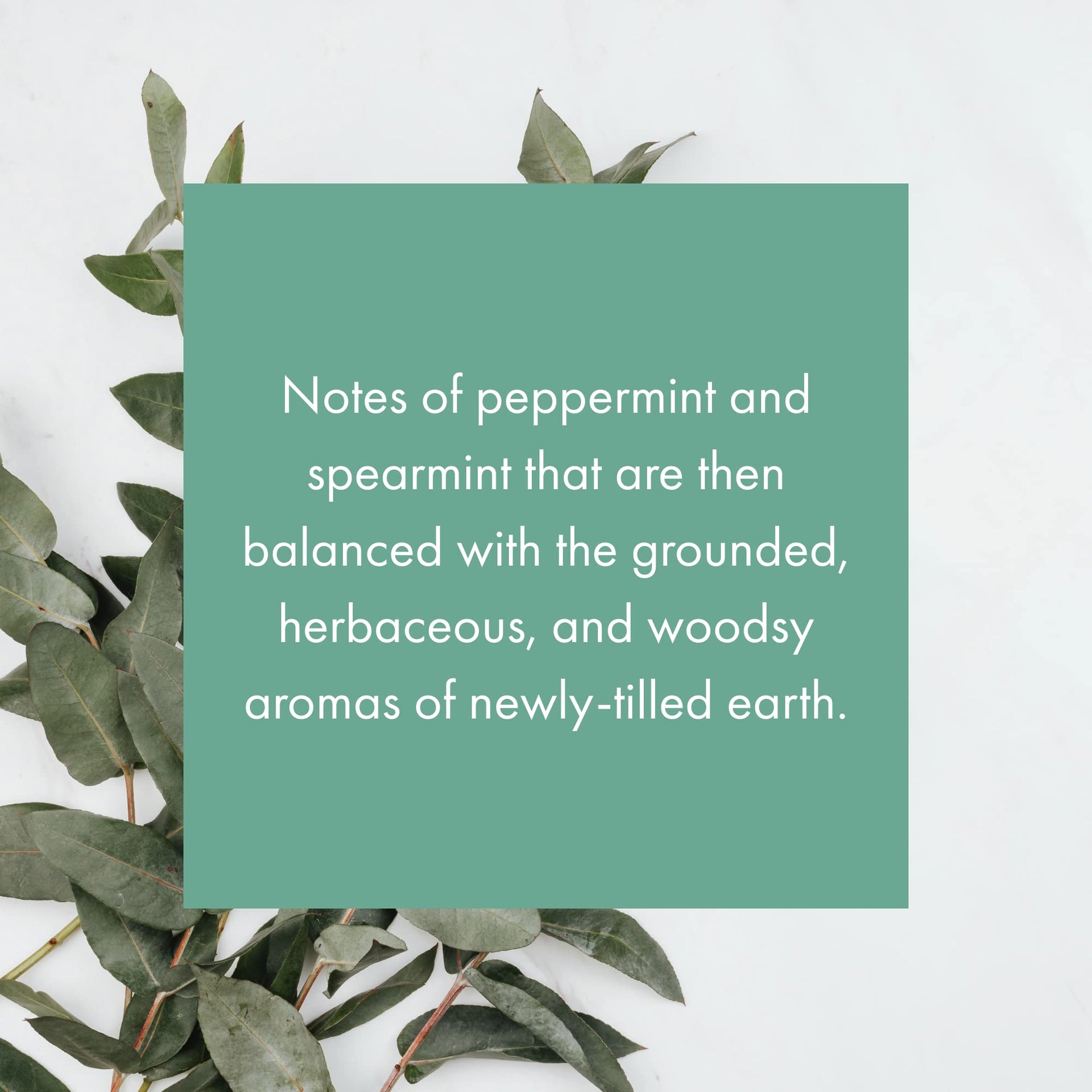 Whisper Essential Monthly Plug