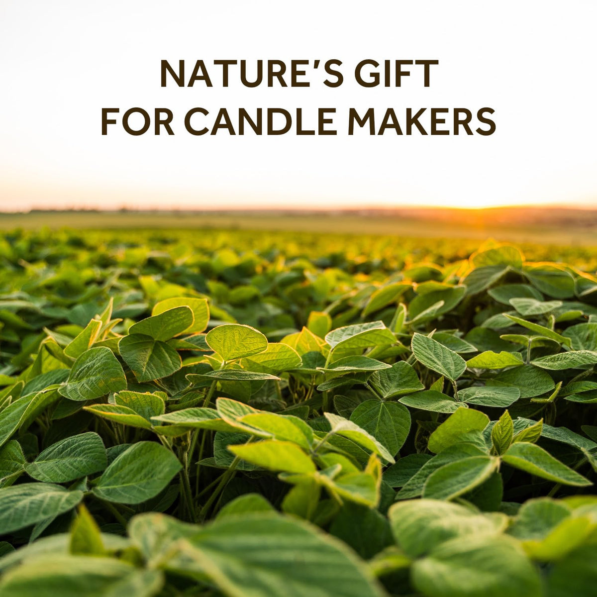 Soy Wax for Candle Making