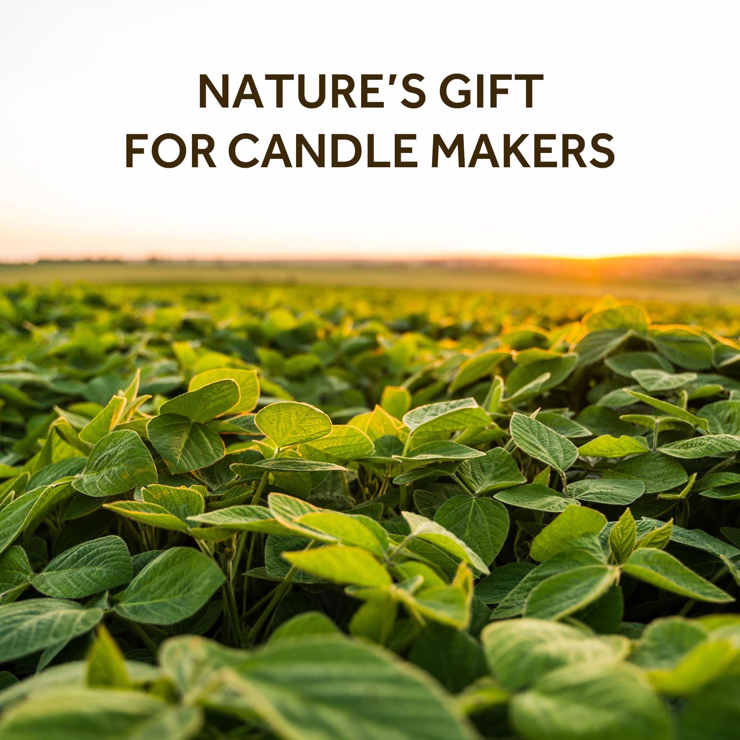 Soy Wax for Candle Making