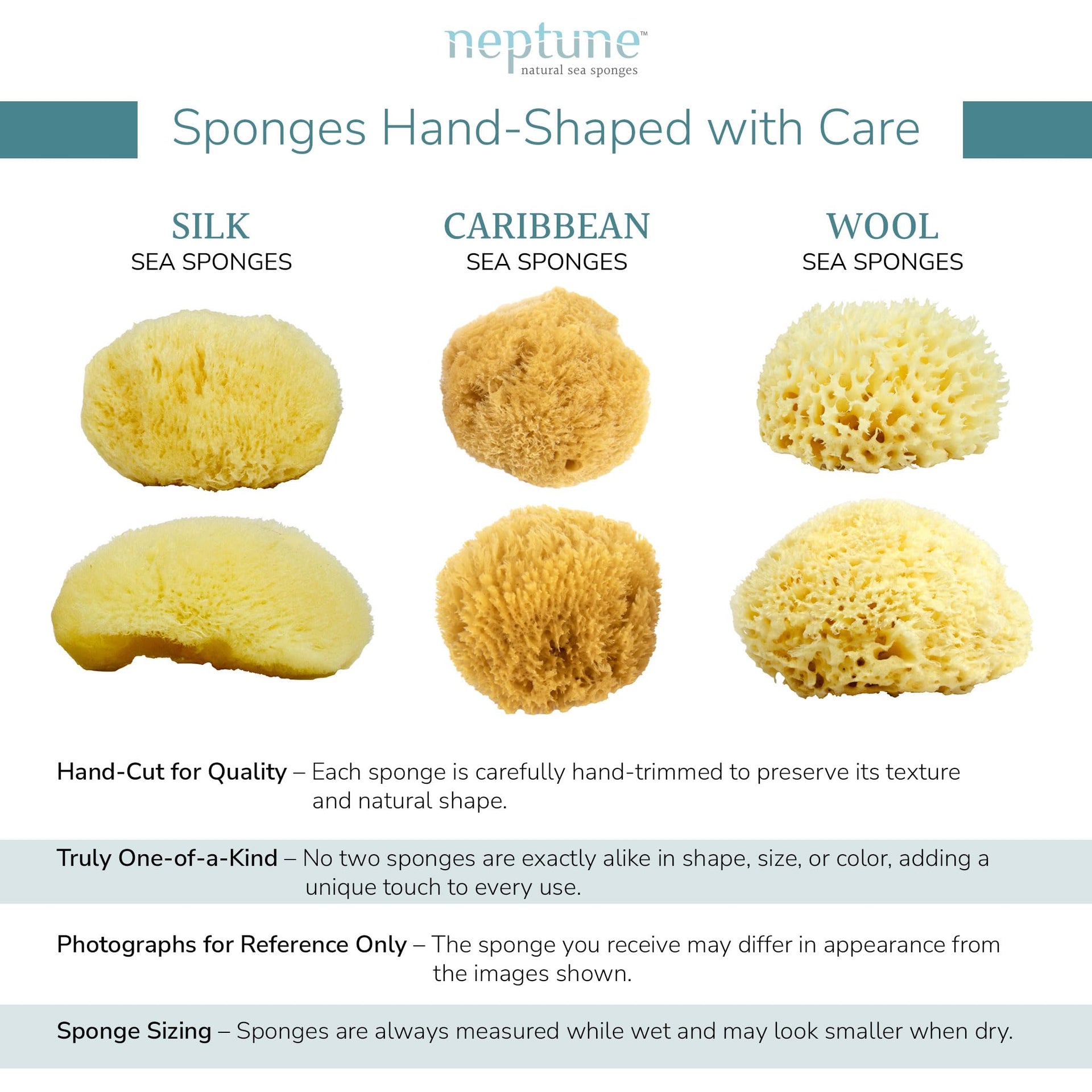 Caribbean Sea Sponge