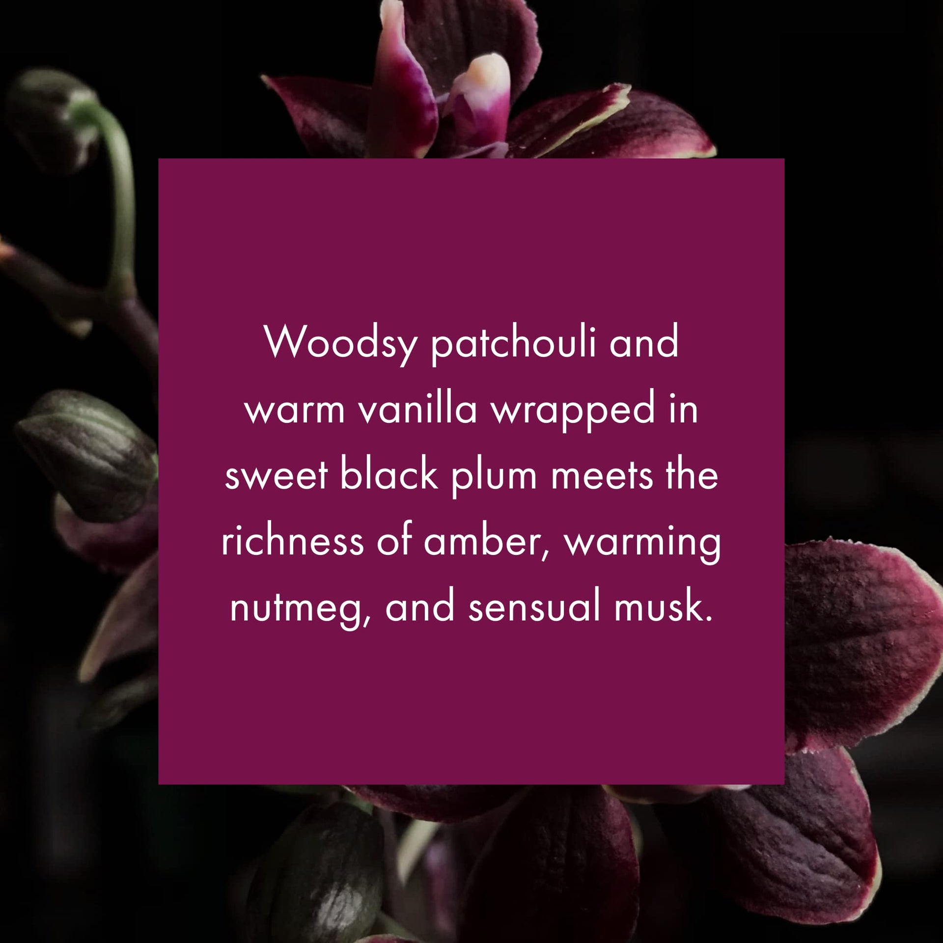 Whisper Essential Monthly Plug