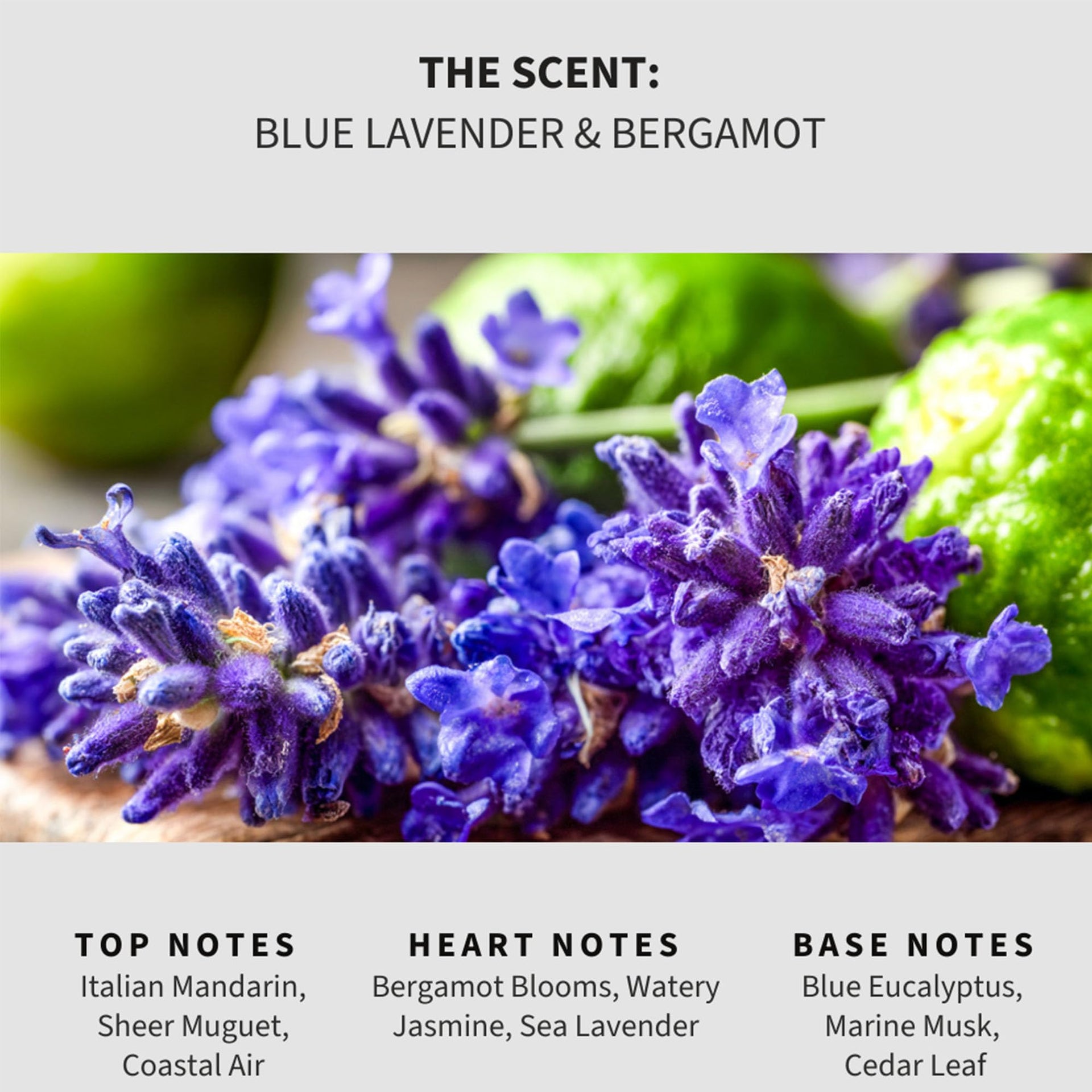 Blue Lavender & Bergamot Carpet Deodorizer Powder (16 Ounce)