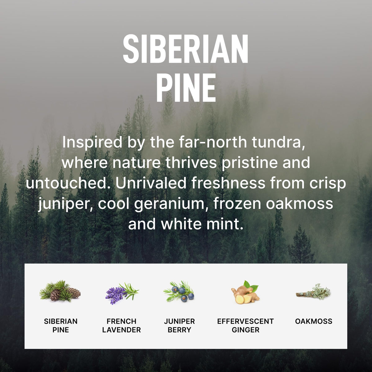Siberian Pine Bundle (4 Count)