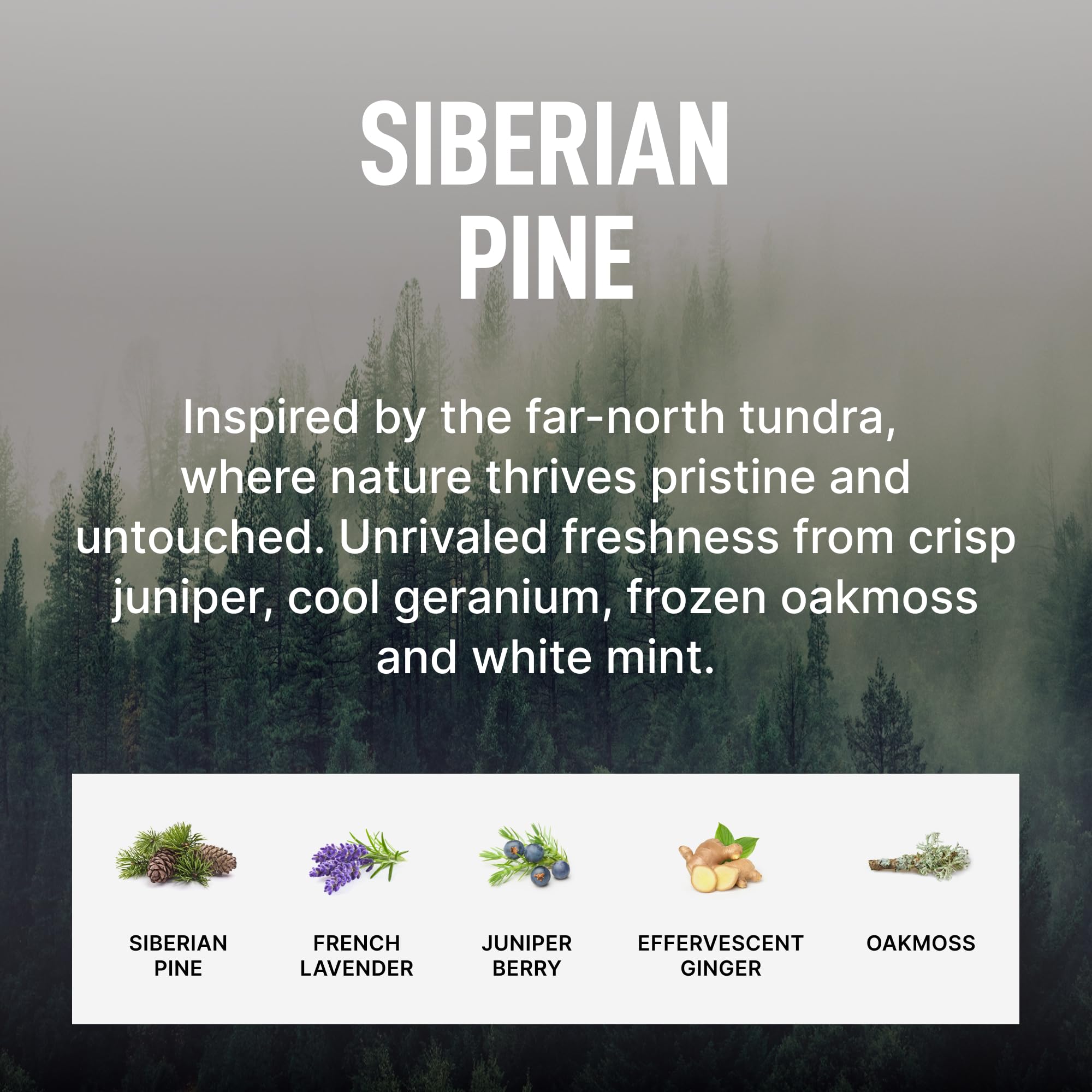 Siberian Pine Bundle (4 Count)