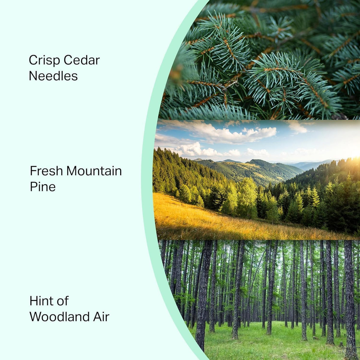 Pine Volcano Candle 19oz
