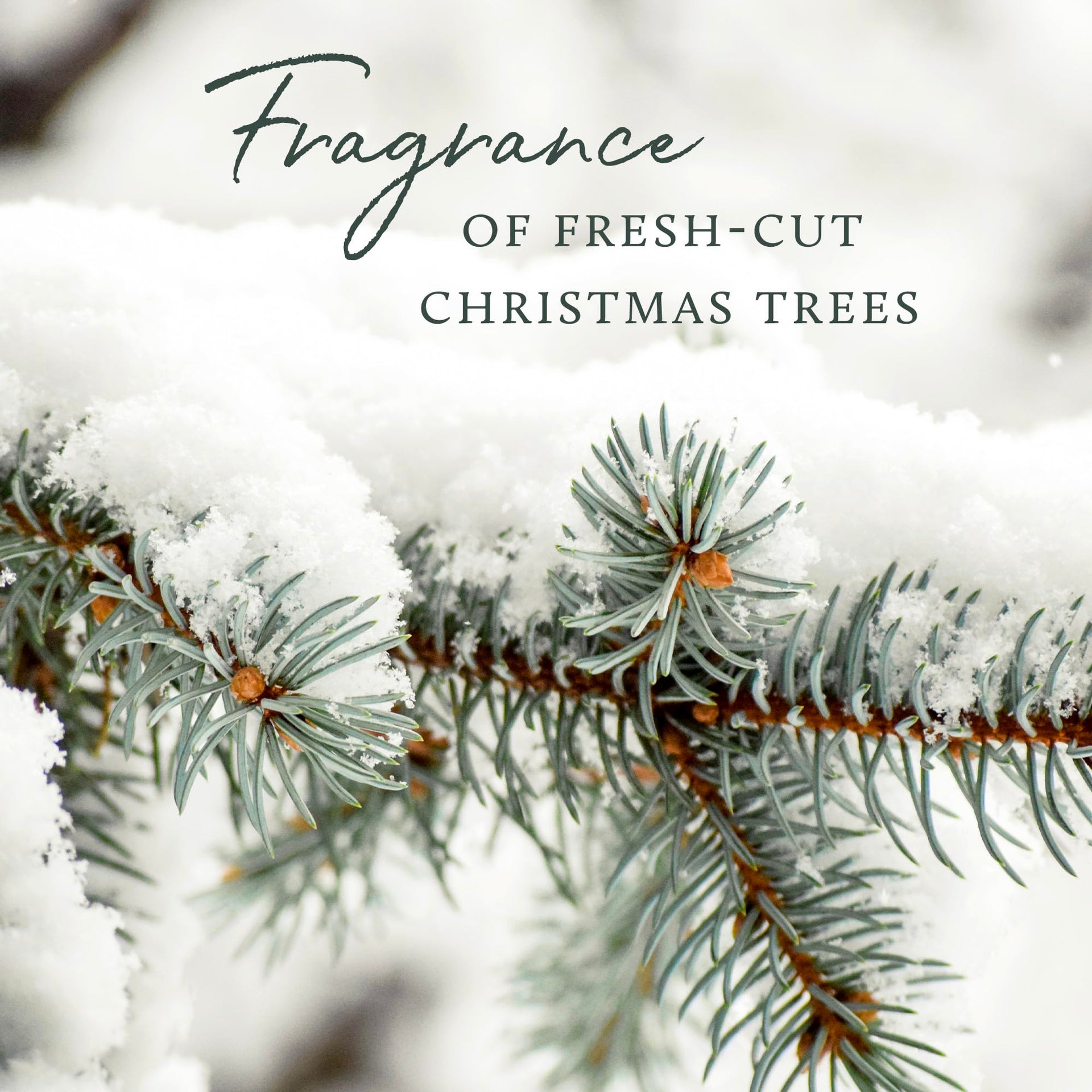 Frasier Fir All