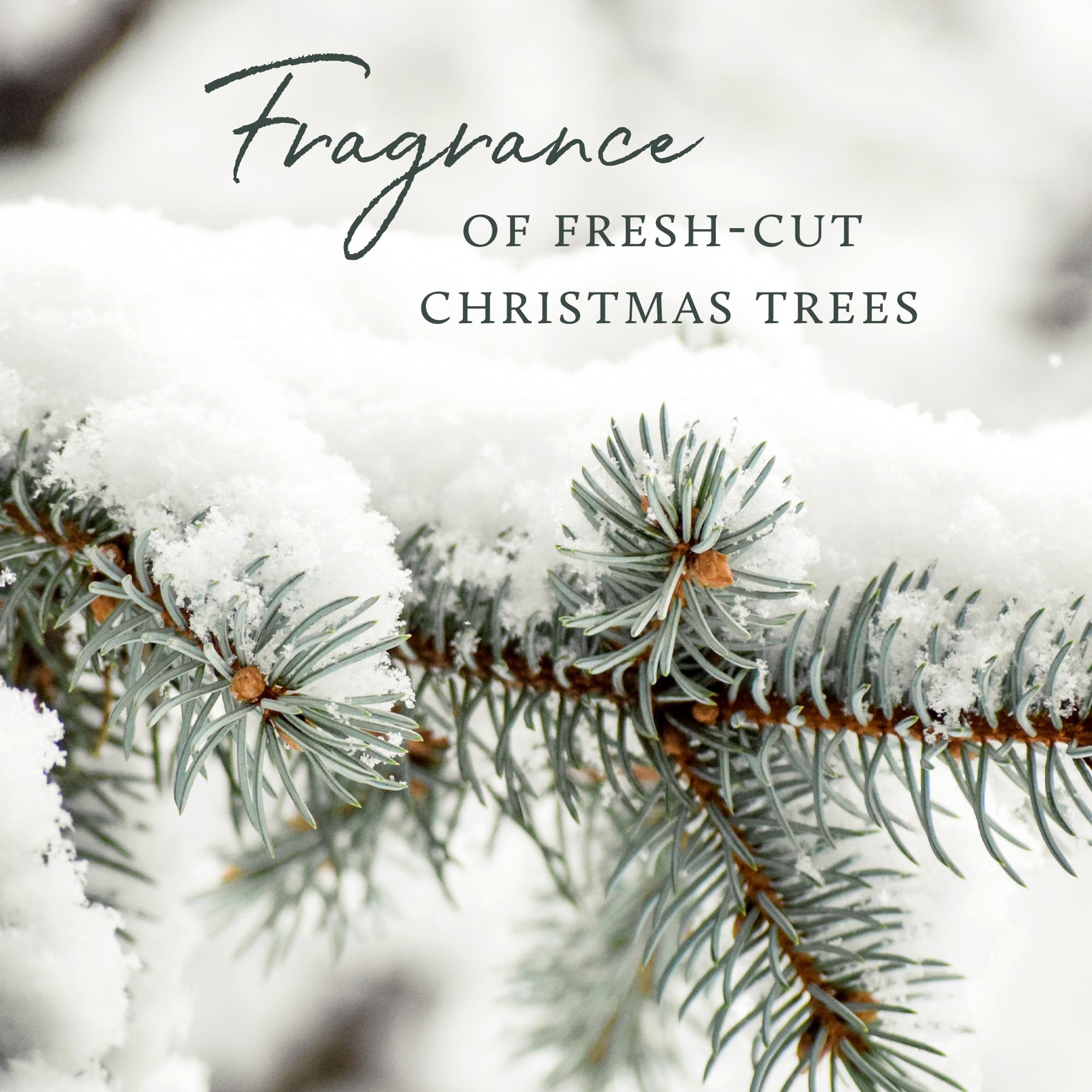 Frasier Fir All