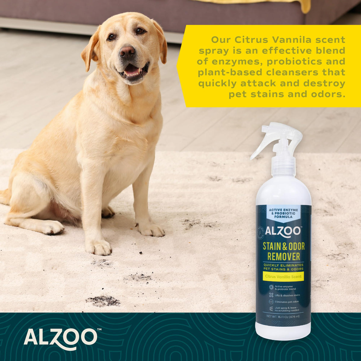 Pet Stain & Odor Remover Spray for Dog & Cat Urine (16 Fl Oz)