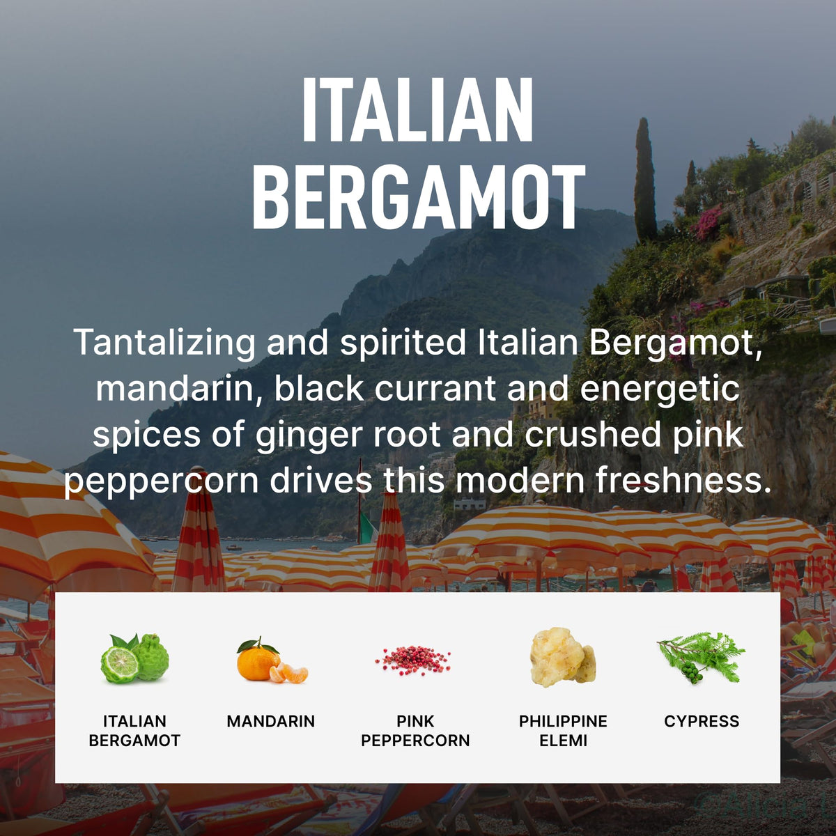 Italian Bergamot 4pk (4 Count)