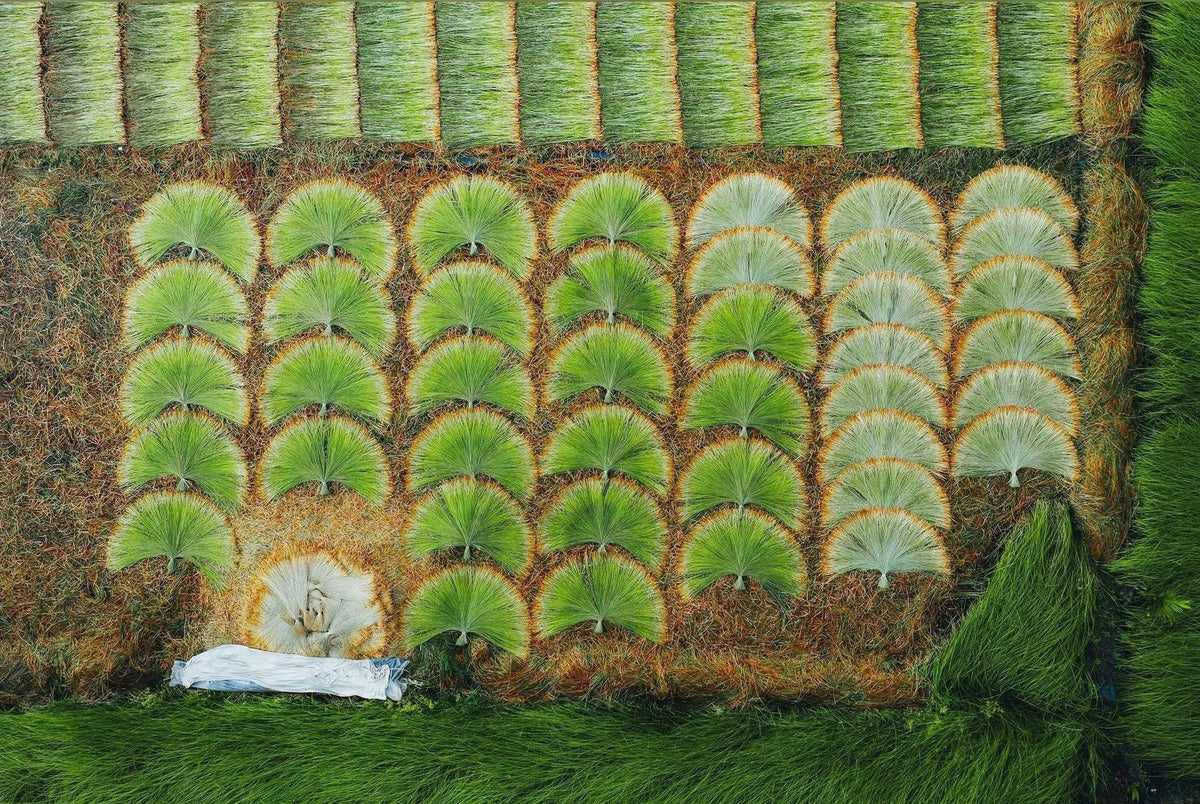 Vietnamese Natural Straw Broom